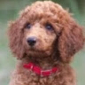 Meet your Posher, Kailey